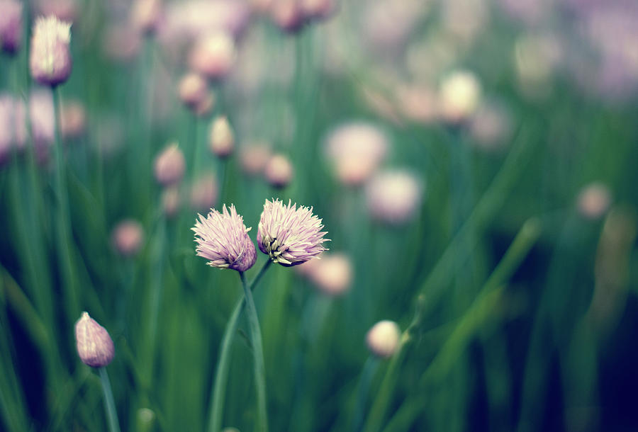 Chives Twins Photograph by Miguel Sanz