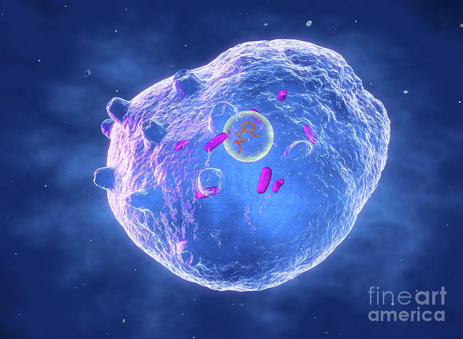 Chlamydia Trachomatis Bacterium Photograph By Roger Harris Science