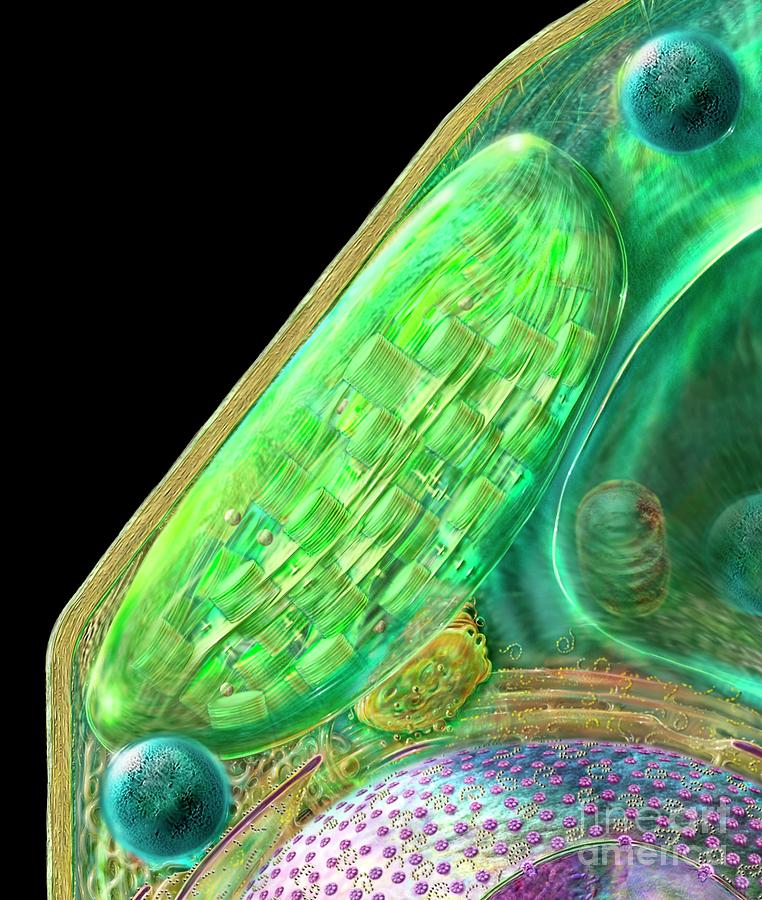 Chloroplast Photograph by Russell Kightley/science Photo Library