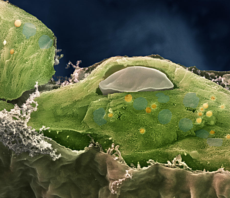 Chloroplast, Sem Photograph by Meckes/ottawa | Fine Art America