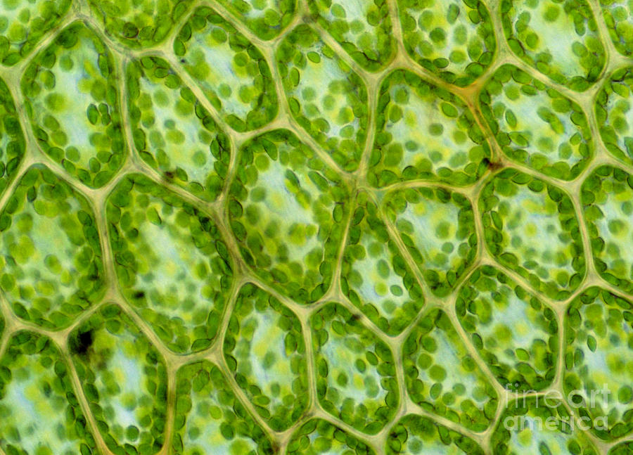 Chloroplasts In Plant Cells Photograph by John Durham/science Photo Library