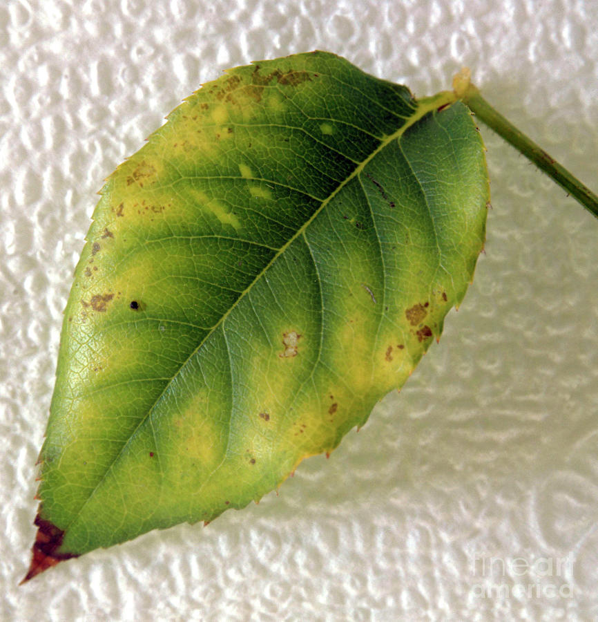 Chlorosis In Rose Leaf Photograph by Lance Beacham/science Photo Library
