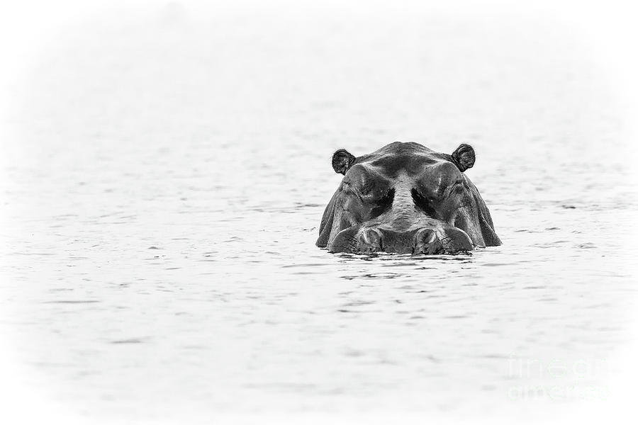 Chobe River Hippo Photograph by Timothy Hacker