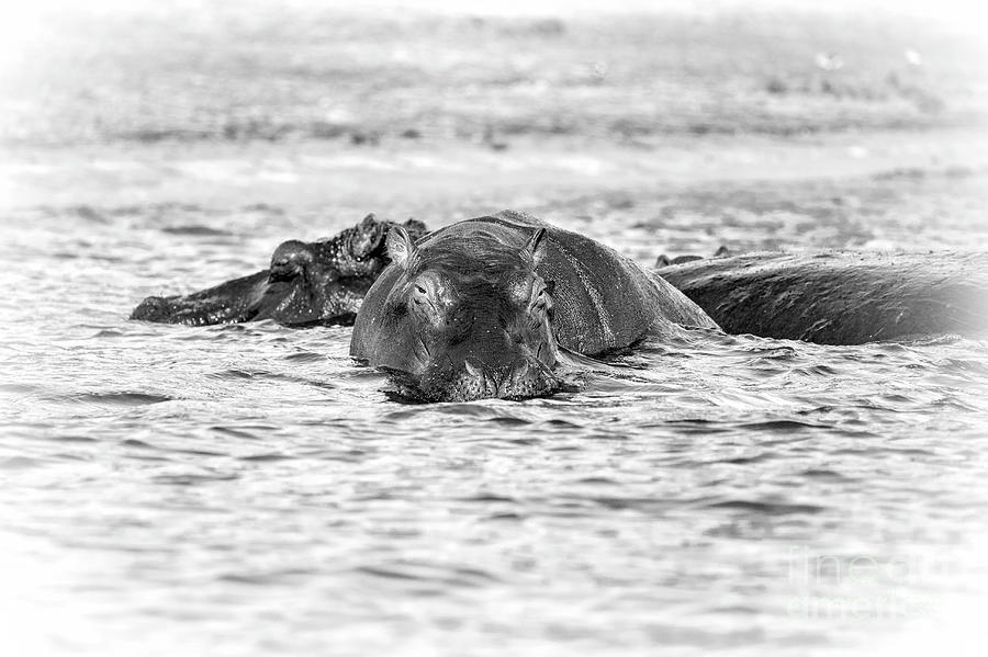 Chobe River Hippos Photograph by Timothy Hacker