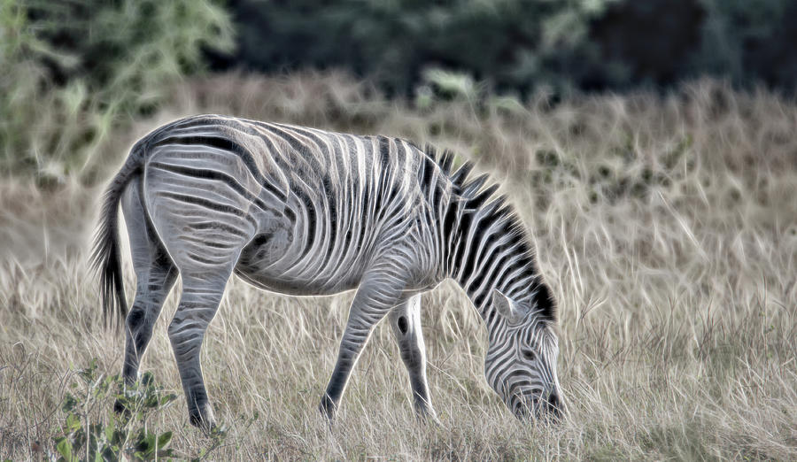 Chobe Zebra, Painterly Photograph by Marcy Wielfaert