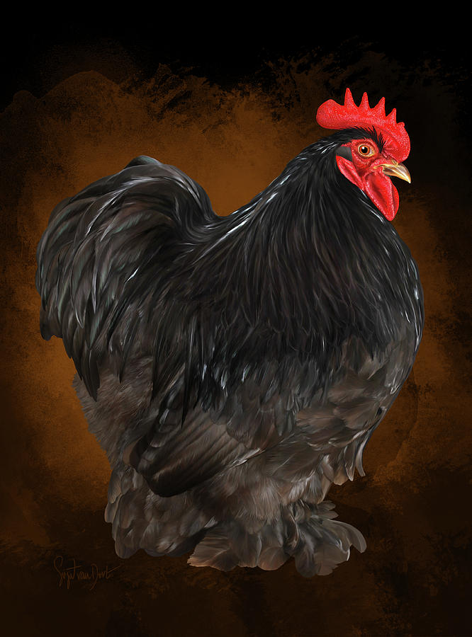 Choc Cochin bantam cock by Sigrid Van Dort Choc Cochin bantam cock by Sigrid Van Dort