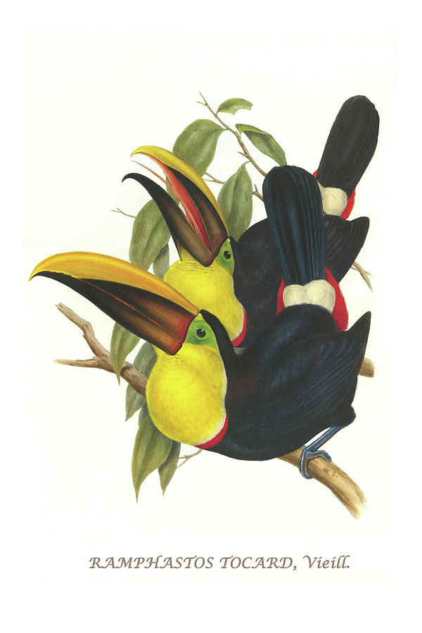 Choco Toucan Painting by John Gould