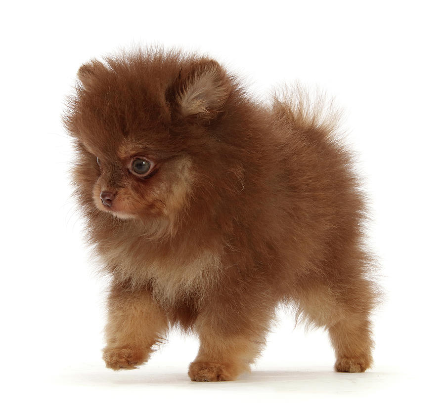 Chocolate-and-cream Pomeranian Puppy Photograph by Mark Taylor