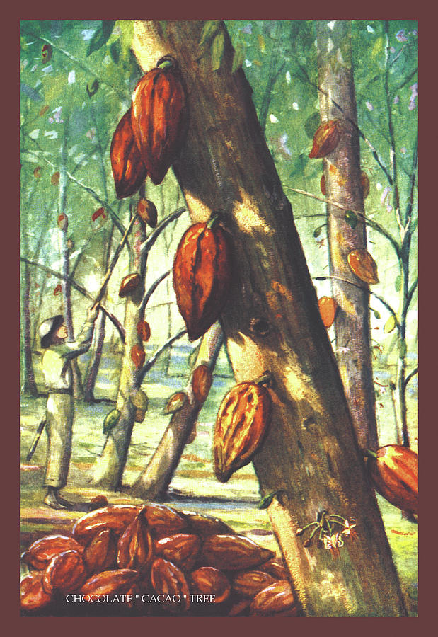 Chocolate 'Cacao' Tree Painting by Unknown - Fine Art America