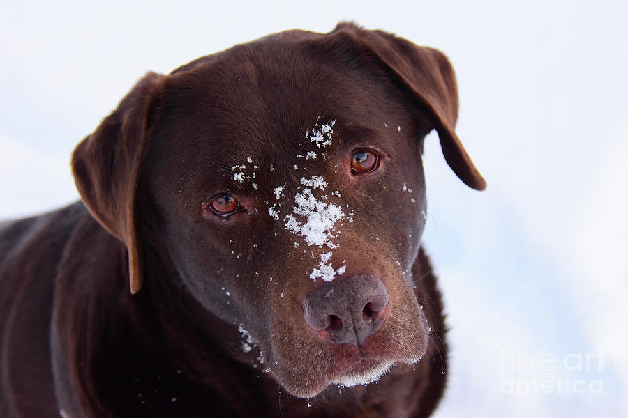 Chocolate lab in snow Photograph by Dave Nelson - Fine Art America