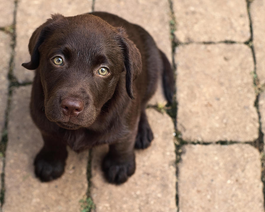 Chocolate Lab Puppy Looking Up Photograph by Jody Trappe Photography