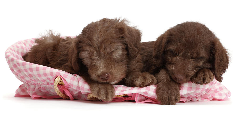 Chocolate Labradoodle Puppies Sleeping Photograph by Mark Taylor
