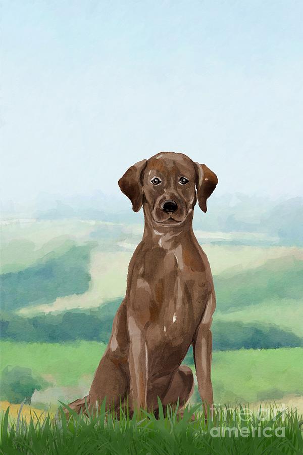 Chocolate Labrador Digital Art by John Edwards