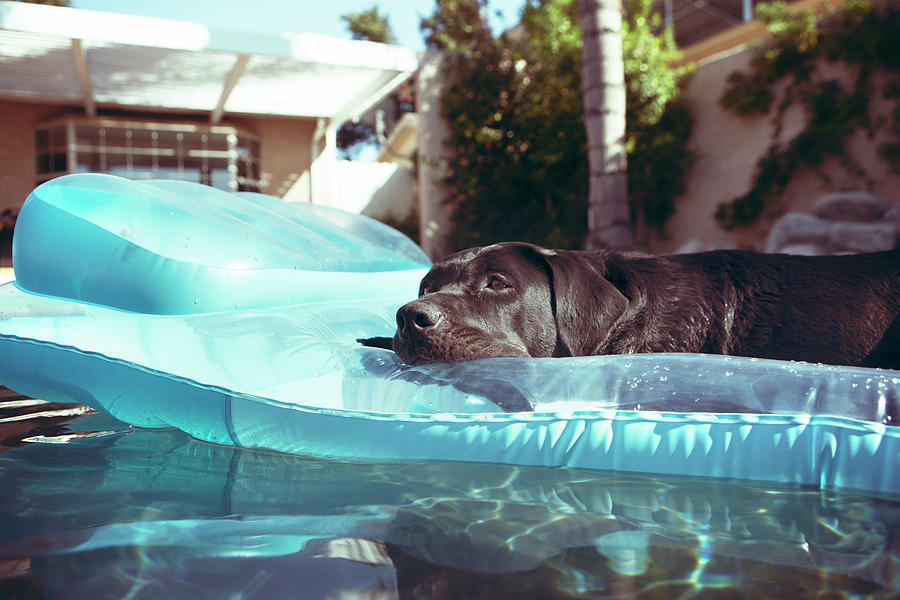 Chocolate Labrador Relaxing On Raft In Swimming Pool Photograph by ...