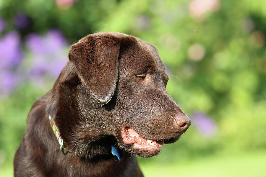 Chocolate Labrador Retriever 18 Photograph by Bob Langrish | Fine Art ...