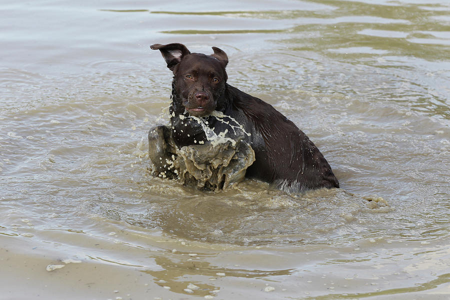 Animal Photograph - Chocolate Labrador Retriever 19 by Bob Langrish