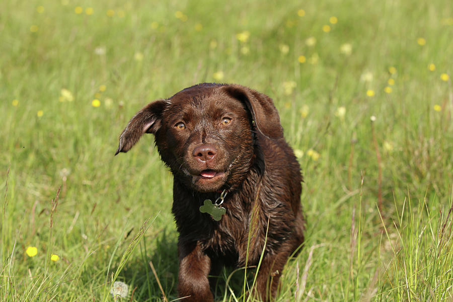 Animal Photograph - Chocolate Labrador Retriever 23 by Bob Langrish