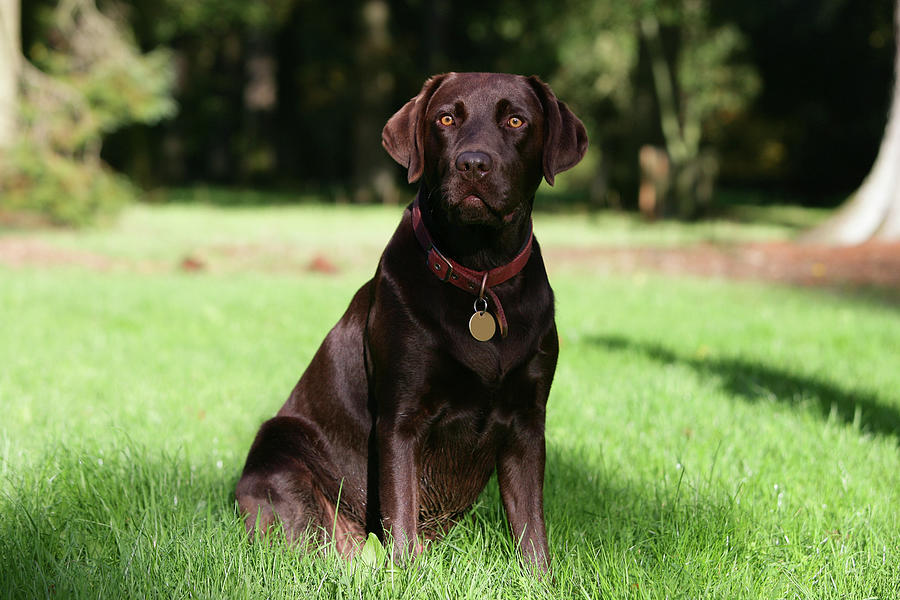 Animal Photograph - Chocolate Labrador Retriever 49 by Bob Langrish