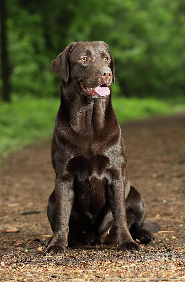 Chocolate Labrador Retriever Photograph by Sergey Ryumin