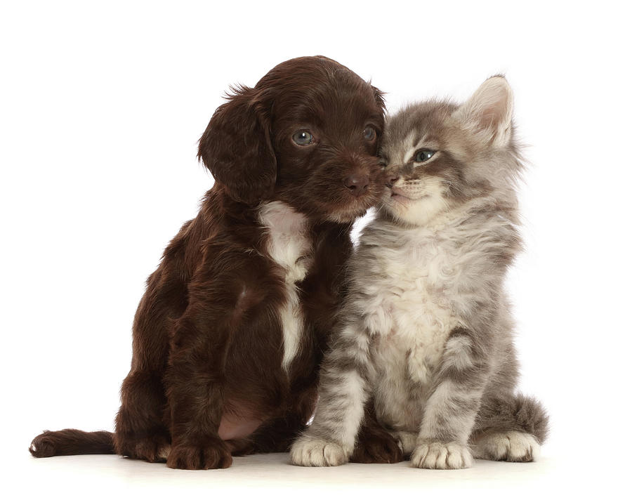Chocolate Sproodle Puppy And Tabby Photograph by Mark Taylor