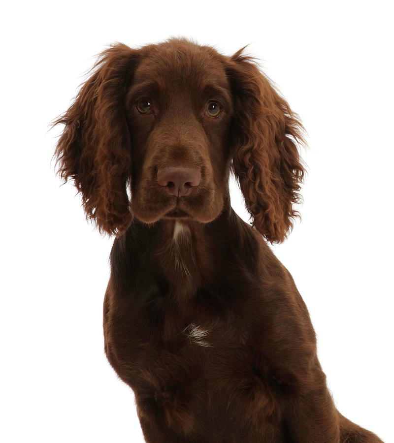 Chocolate Working Cocker Spaniel Puppy Photograph by Mark Taylor