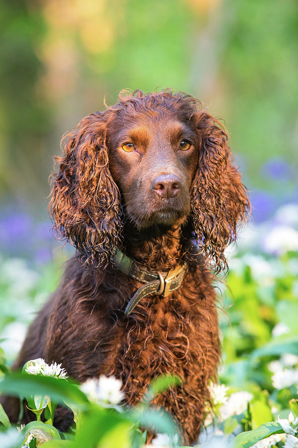 Chocolate Working Cocker Spaniel Sitting, Wiltshire, Uk Photograph by T