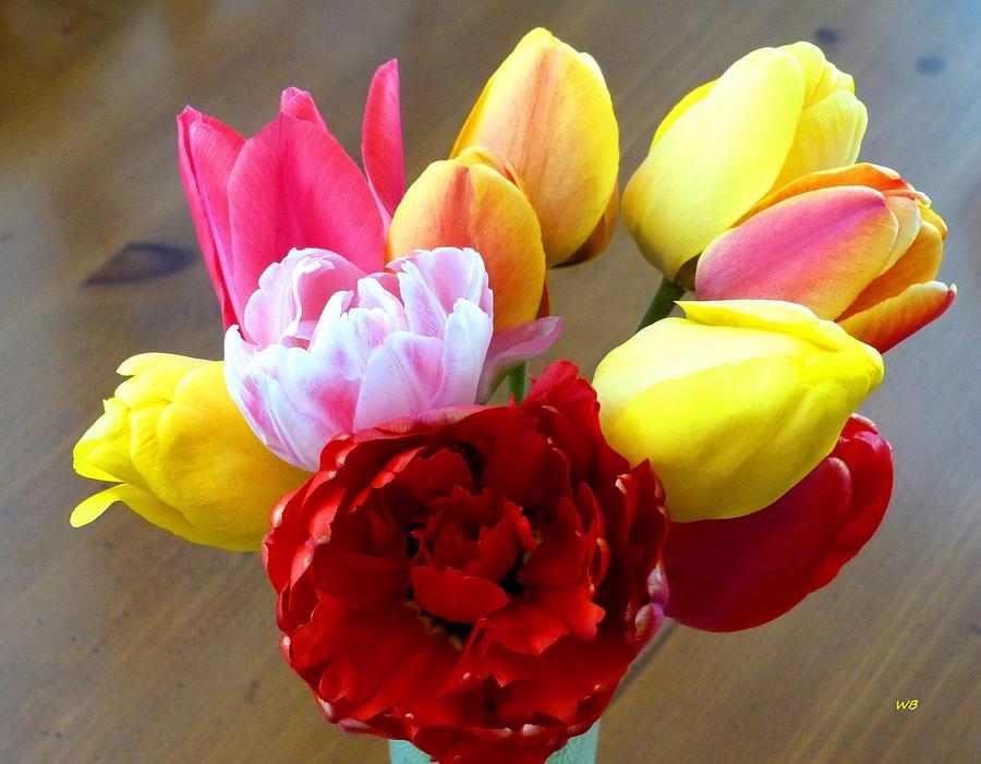 Choice Tulips Photograph