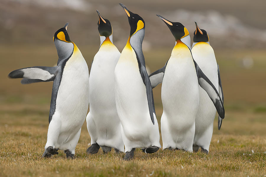 Penguin Photograph - Choirs by Joan Gil Raga