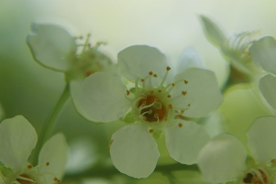 Choke Cherry Blossom by TJ Fox Choke Cherry Blossom by TJ Fox