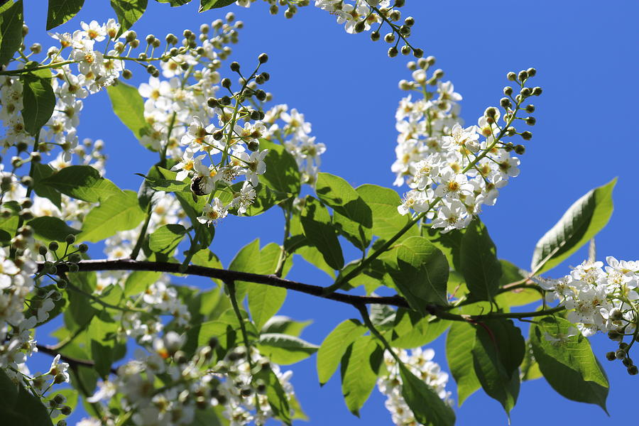 Choke Cherry Tree Blossoms Against Sky by TJ Fox Choke Cherry Tree Blossoms Against Sky by TJ Fox