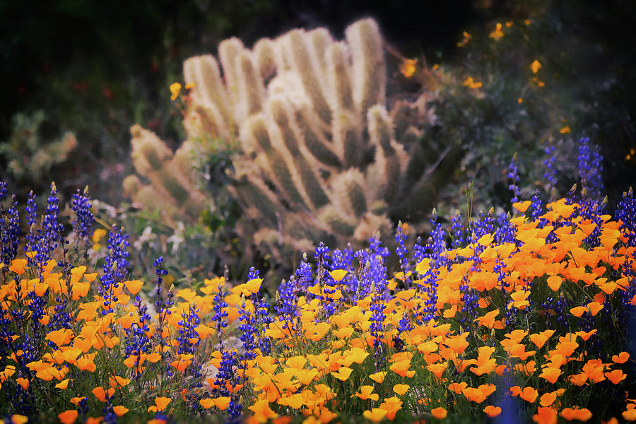 Spring Photograph - Cholla Amongst The Wildflowers  by Saija Lehtonen