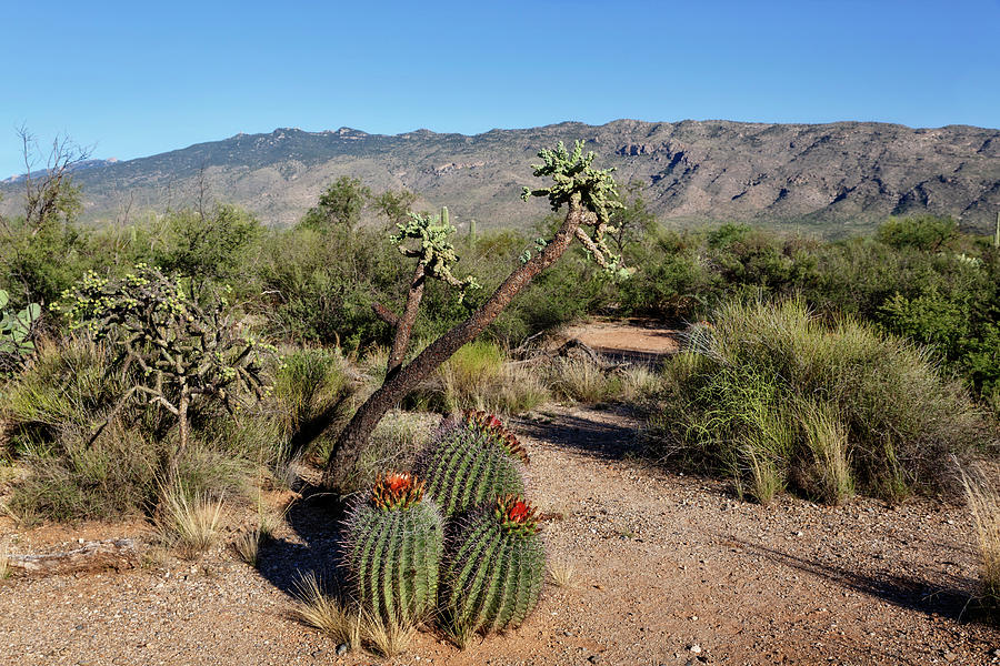 Cholla and Barrel Cactus Landscape by Wes and Dotty Weber Cholla and Barrel Cactus Landscape by Wes and Dotty Weber