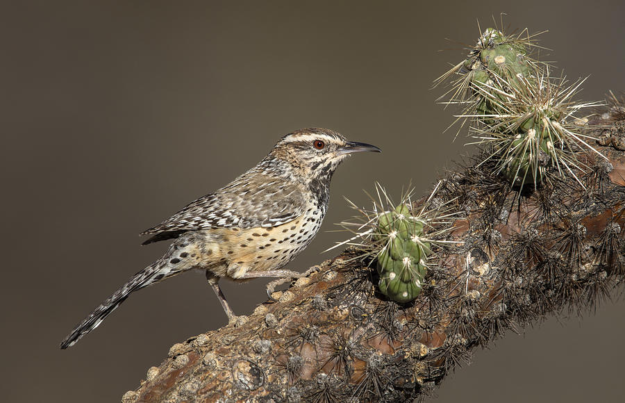 Wildlife Photograph - Cholla Bird by Greg Barsh
