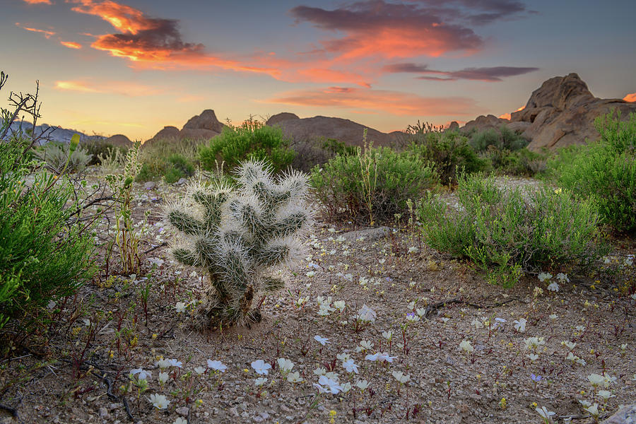 Cholla Cactus, Alabama Hills Sunset Photograph by Javier Flores - Pixels