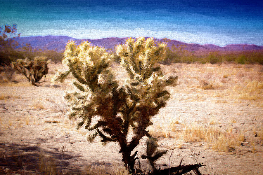 Cholla Cactus Photograph by Alison Frank