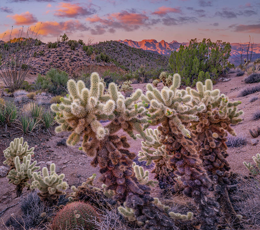 Cholla Cactus And The Poachie Photograph by Tim Fitzharris