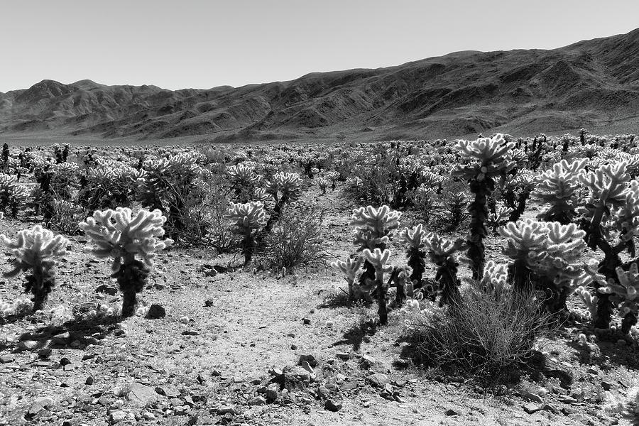 Cholla Cactus Black and White Photograph by Allan Van Gasbeck