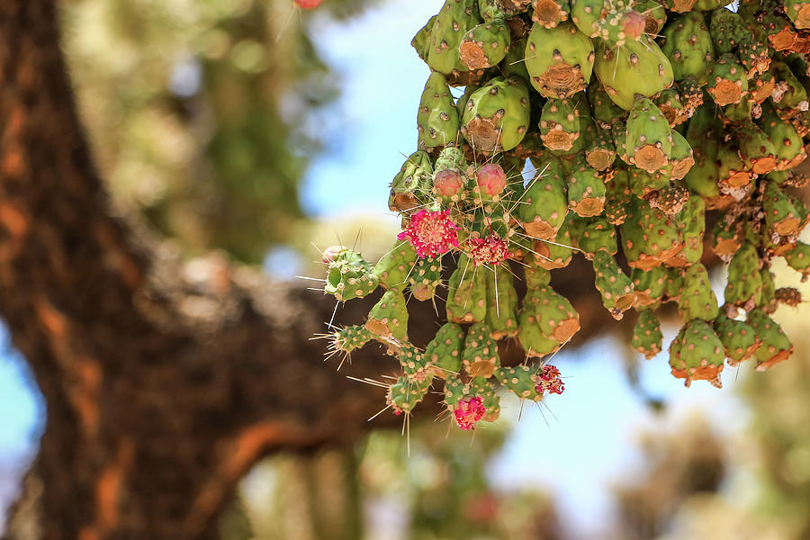 Cholla Cactus Blooms Photograph by Dawn Richards