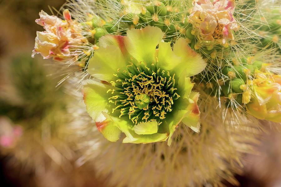 Cholla Cactus Flower Photograph by Marisa Geraghty Photography