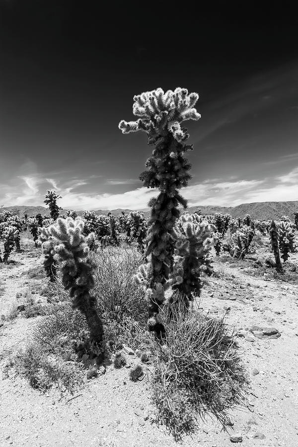 Joshua Tree National Park Photograph - Cholla Cactus Garden, Joshua Tree National Park by Melanie Viola
