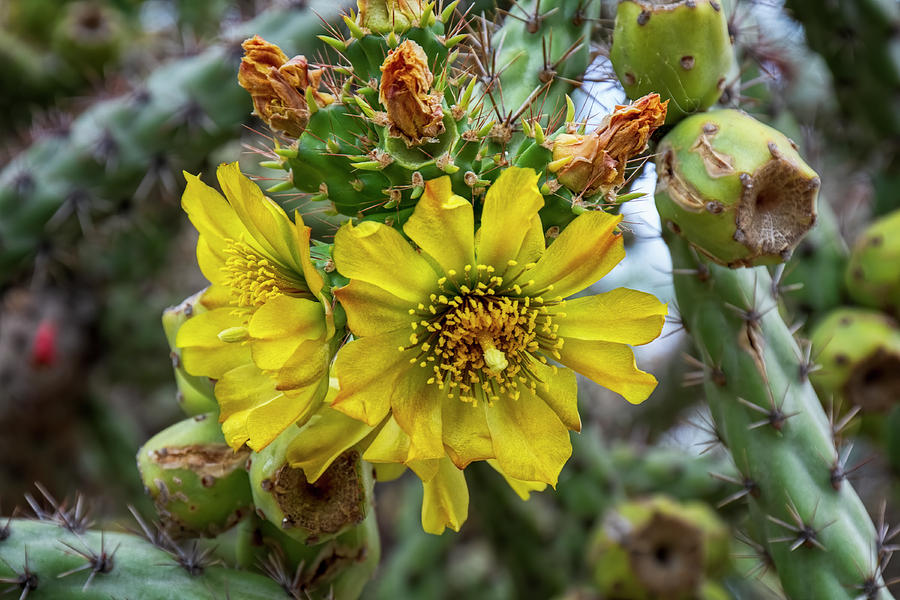 Cholla In Bloom h1921 Photograph by Mark Myhaver