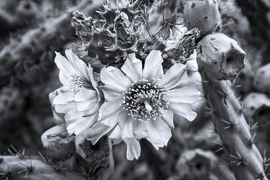 Cholla In Bloom M1922 Photograph