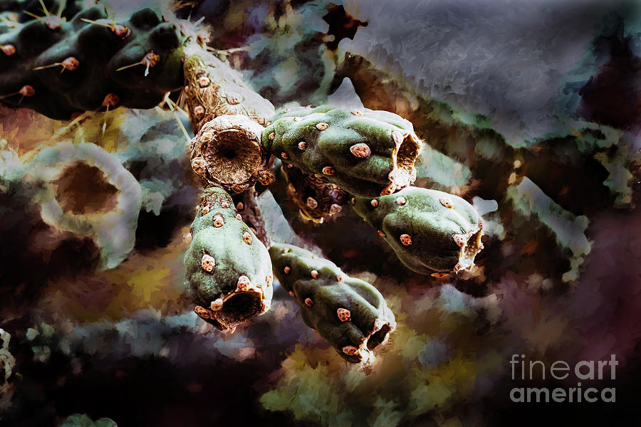 Cholla Nebula Photograph by Stefan H Unger