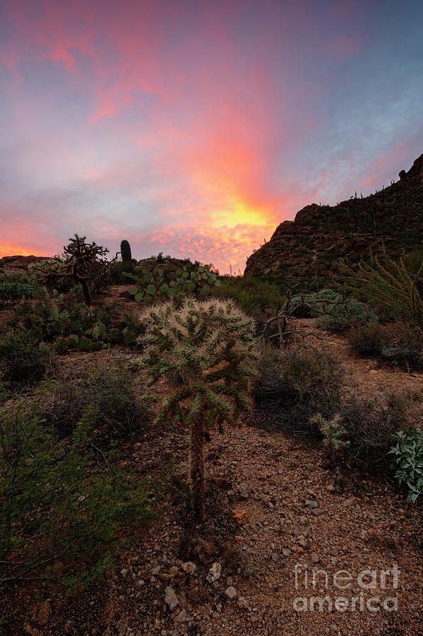 Saguaro National Park Photograph - Cholla Sunset by Michael Dawson
