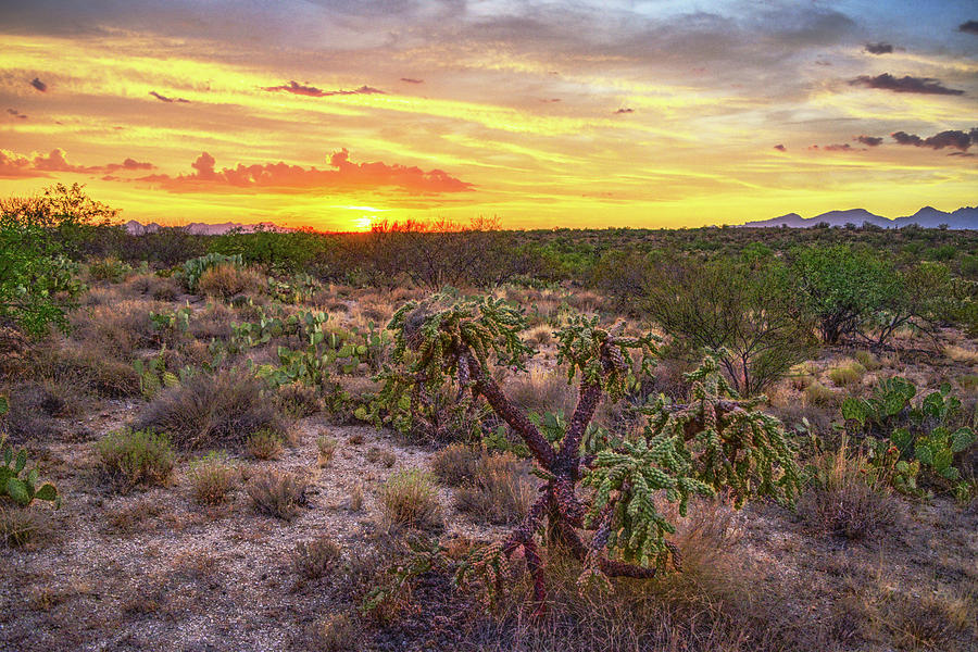 Cholla Sunset, Tucson, Arizona Photograph by Chance Kafka