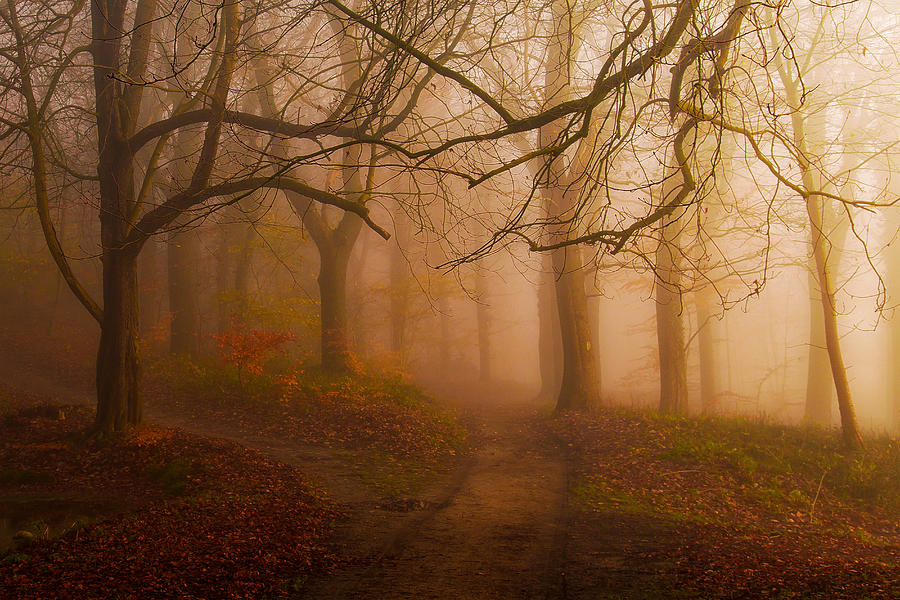 Tree Photograph - Choose Your Path. by Leif Lndal