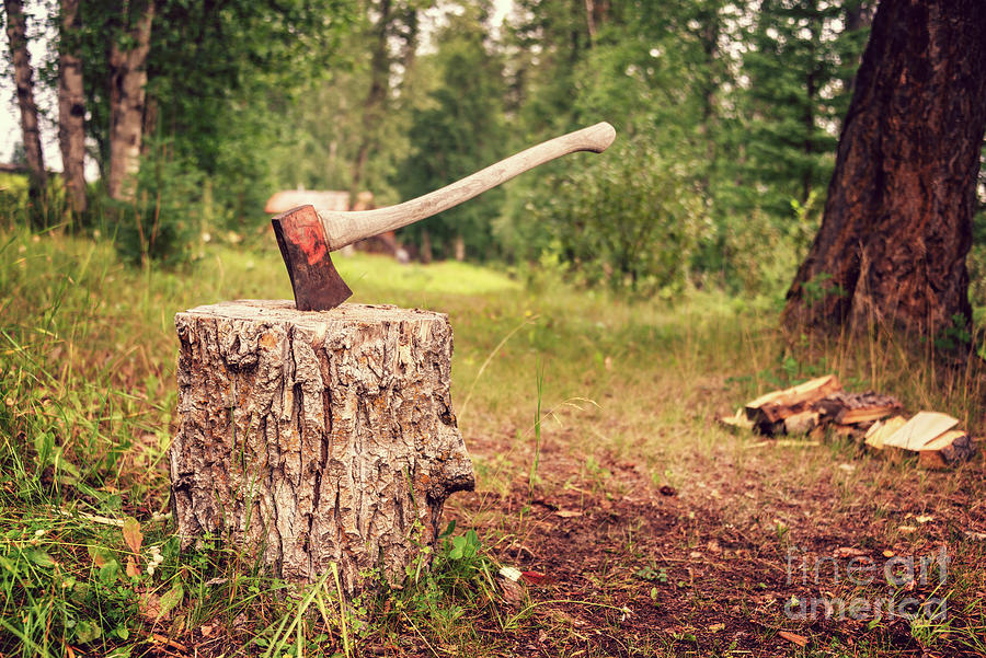 Chopping firewood before winter Photograph by Delphimages Photo Creations