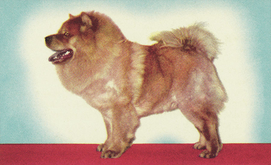 Vintage Drawing - Chow by CSA Images