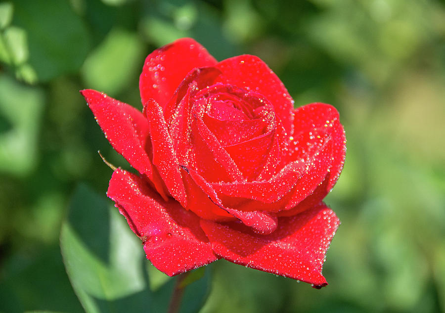 Plant Photograph - Christian Dior Rose by Jennifer Wick Plant Photograph - Christian Dior Rose by Jennifer Wick