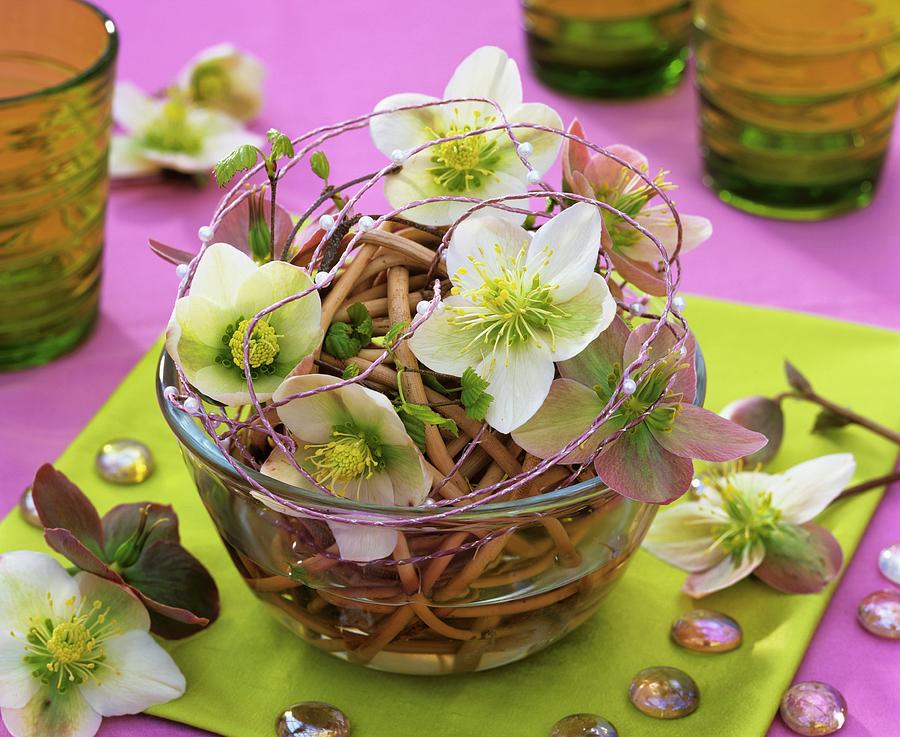 Christmas And Lenten Roses In Ball Of Willow Twigs Photograph by Friedrich Strauss